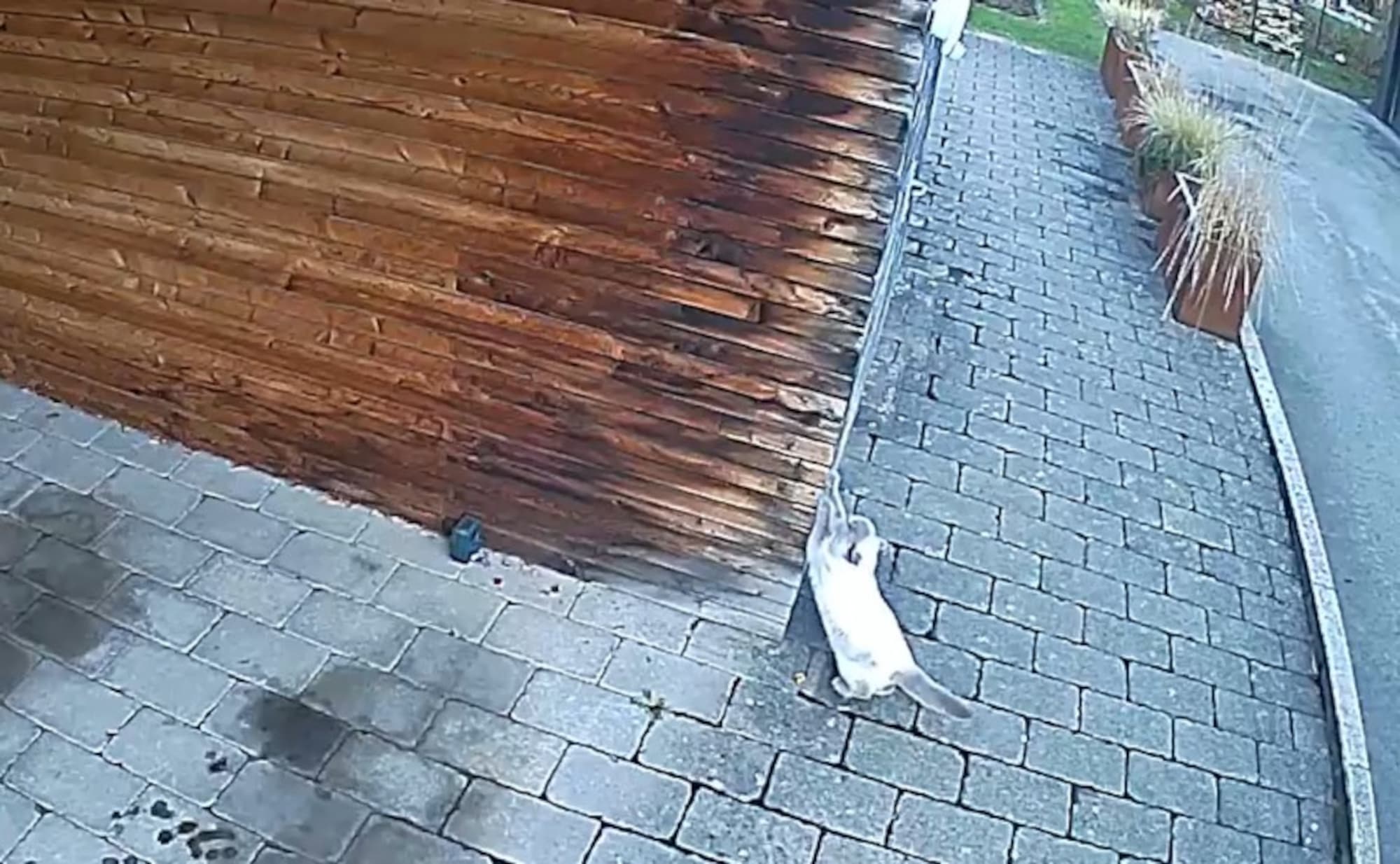 Picture shows Leo, a British Shorthair cat scratching the neighbor's wooden exterior wall in Vorarlberg, Austria, undated. His family was sued for the damages and lost in court. Note: Photo is a screenshot from video. (Newsflash/NX)