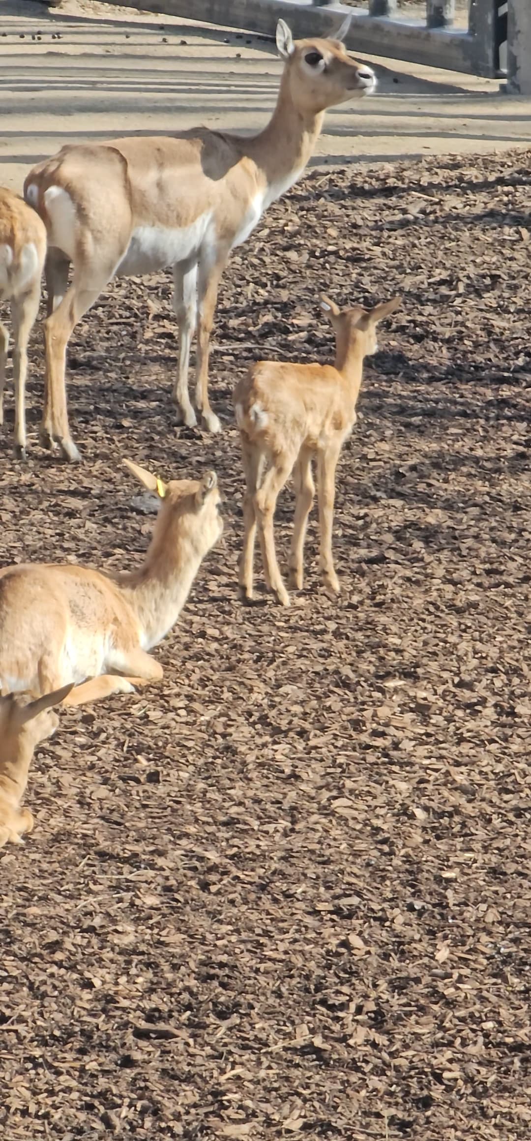 Footage shows antelopes at Schoenbrunn Zoo in Vienna, Austria, filmed on 1 April 2026. A blackbuck antelope was shot at the zoo on 29th March 2026. Note: Photo is a screenshot from a video. (Newsflash)